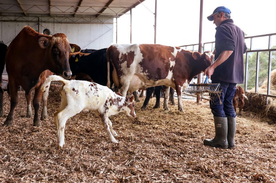 Dairy farm