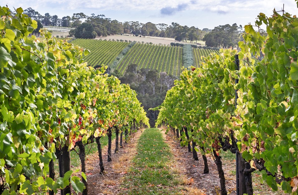 Tucks winery