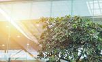 Net zero emissions