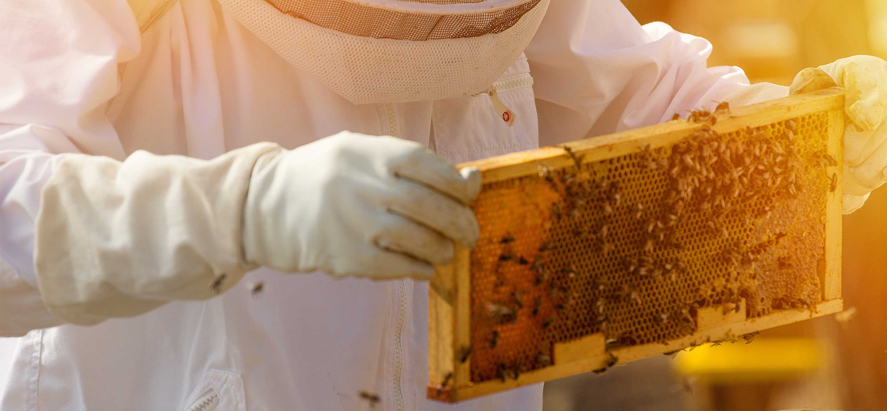 Beekeeper collects honey from the bees