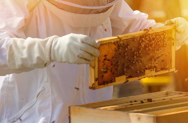 Beekeeper collects honey from the bees