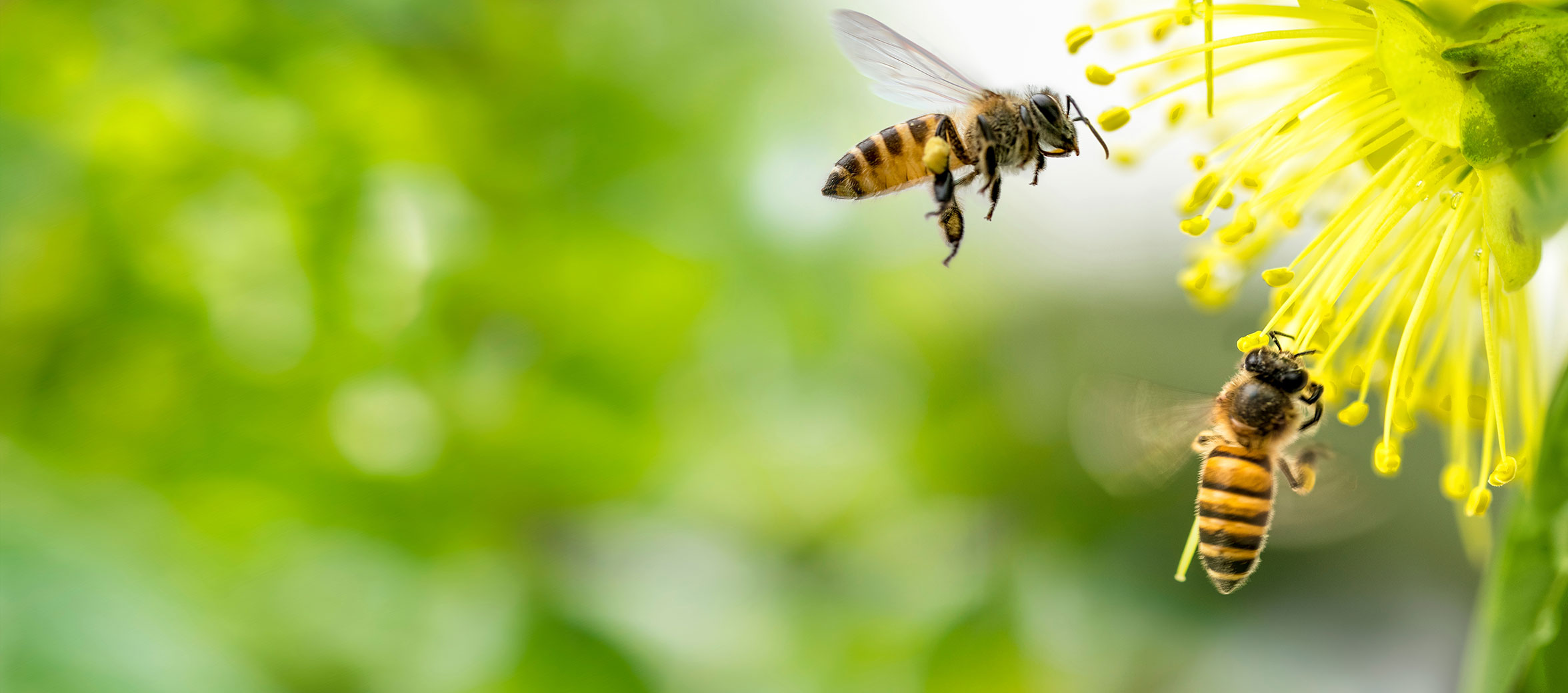 Bees feeding on the nectar of flowers