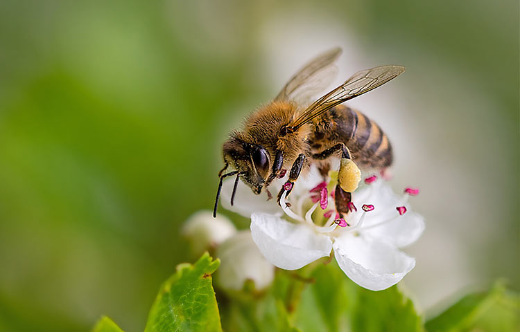 A bee feeding on the nectar of a flower