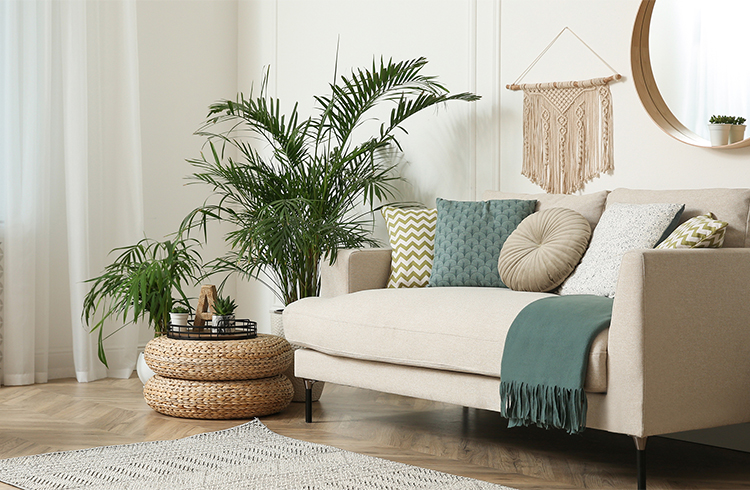 Couch, cushions, blanket, plants