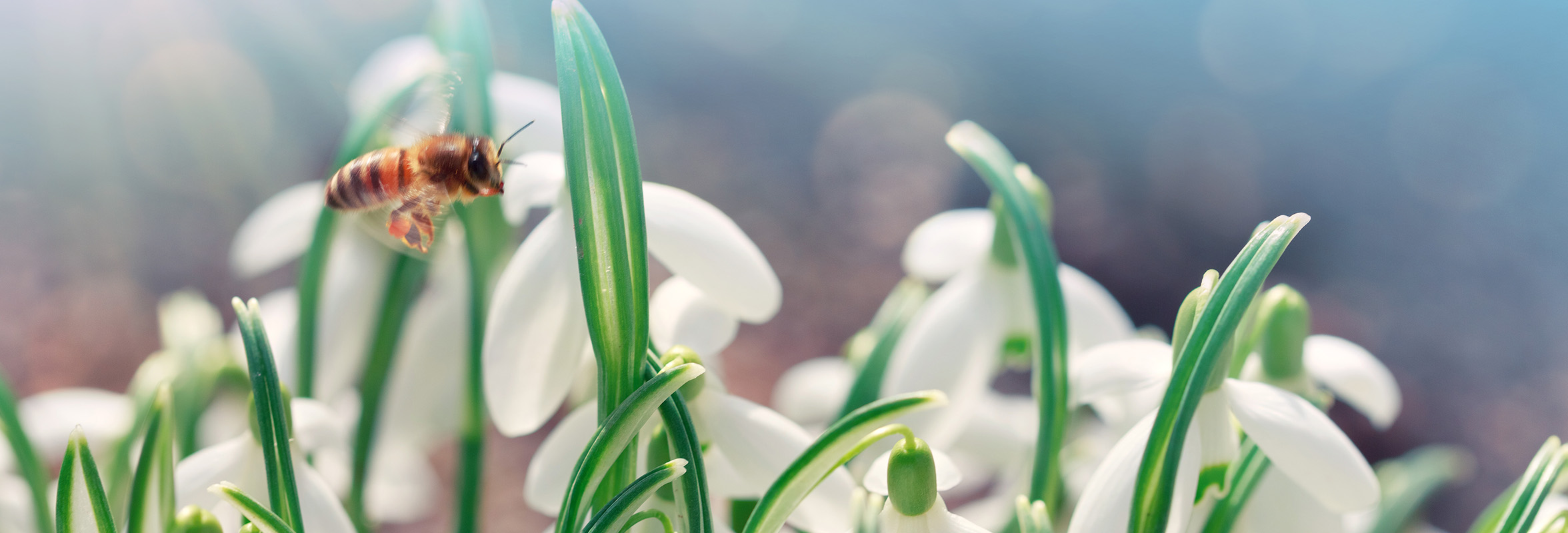Eine Biene auf weissen Schneegloeckchen Blume in sonnigen Garten