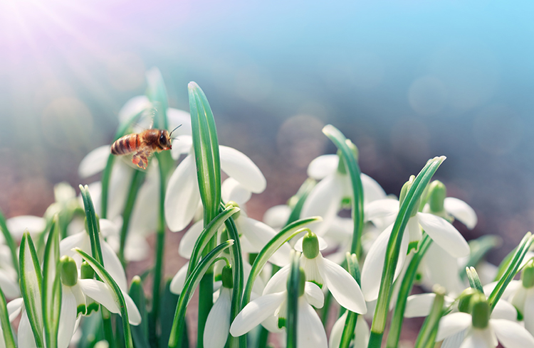 Eine Biene auf weissen Schneegloeckchen Blume in sonnigen Garten