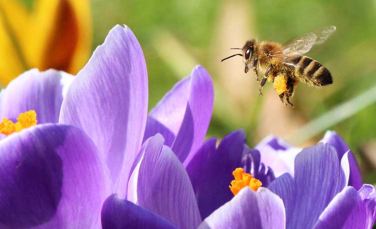 Projekt 2028 Bienen ESG