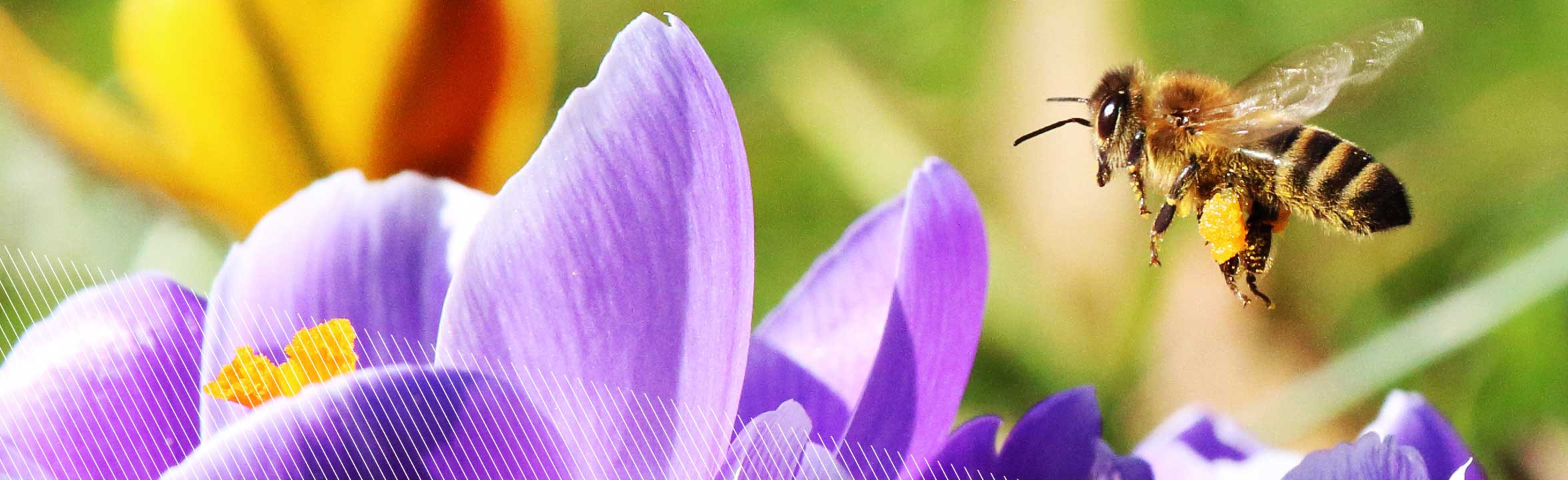 Projekt 2028 Bienen ESG