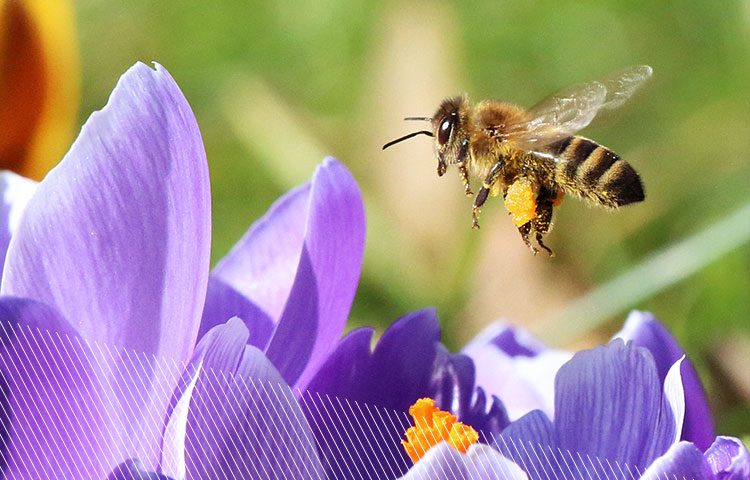 Projekt 2028 Bienen ESG