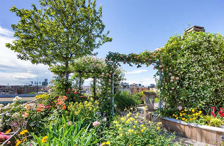 Rooftop Gardening