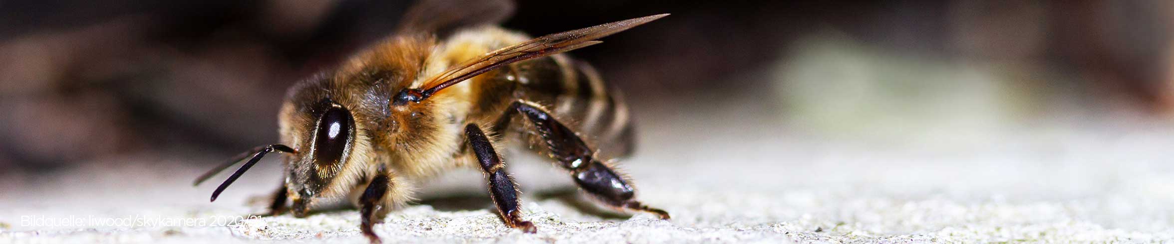 bee on stone