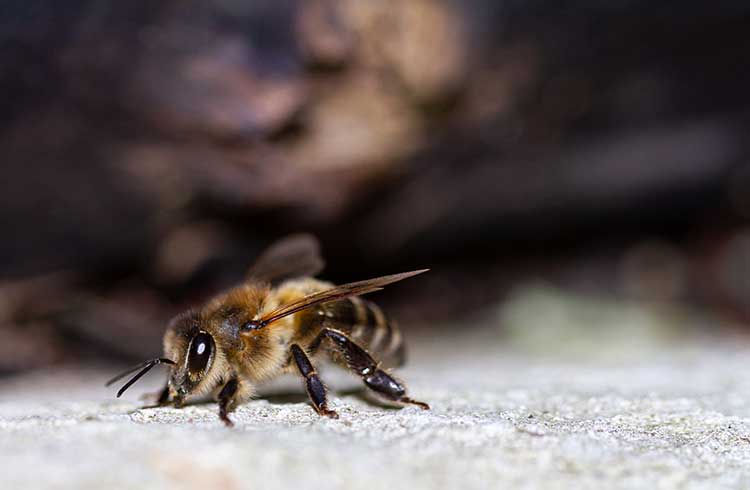 bee on stone