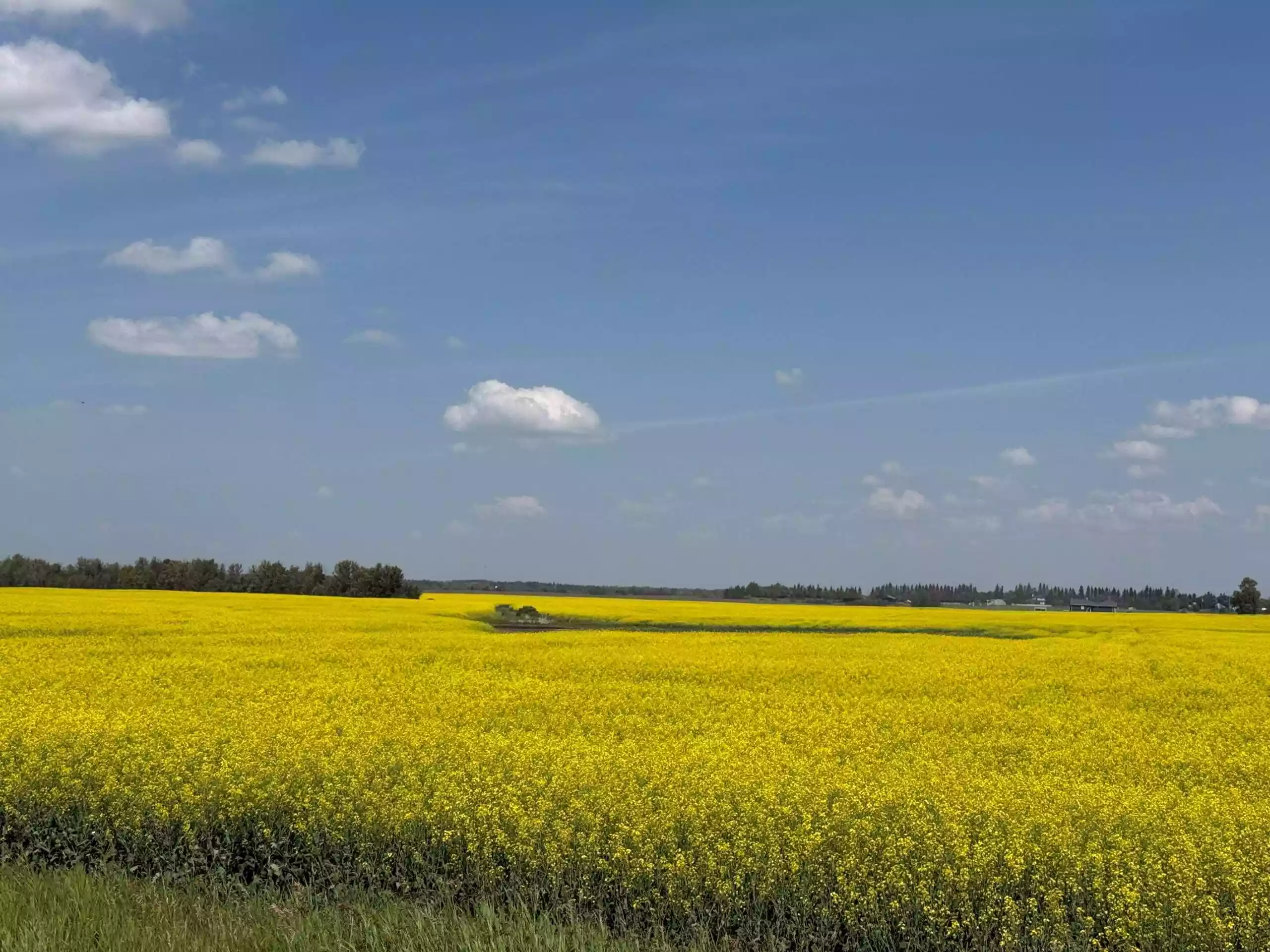 Agricultural Land for Sale Sturgeon County | 144.9 Acres